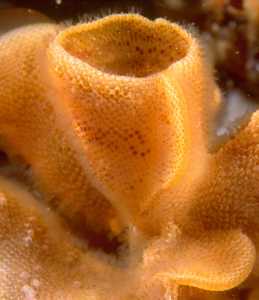 Outer Lover's Point, Monterey